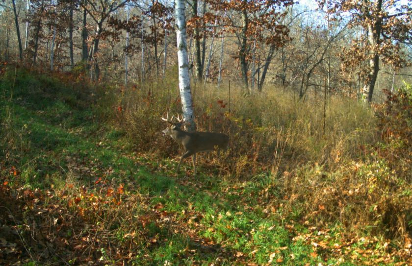 deer bedding location