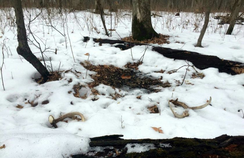 Winter whitetail scouting