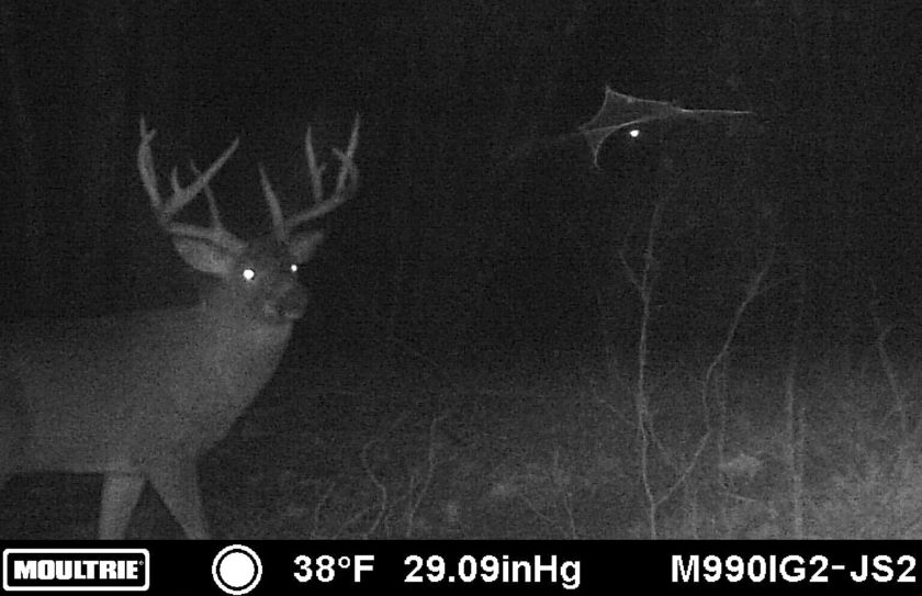 trail cam scouting