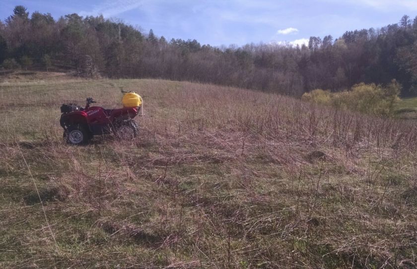 switchgrass deer bedding