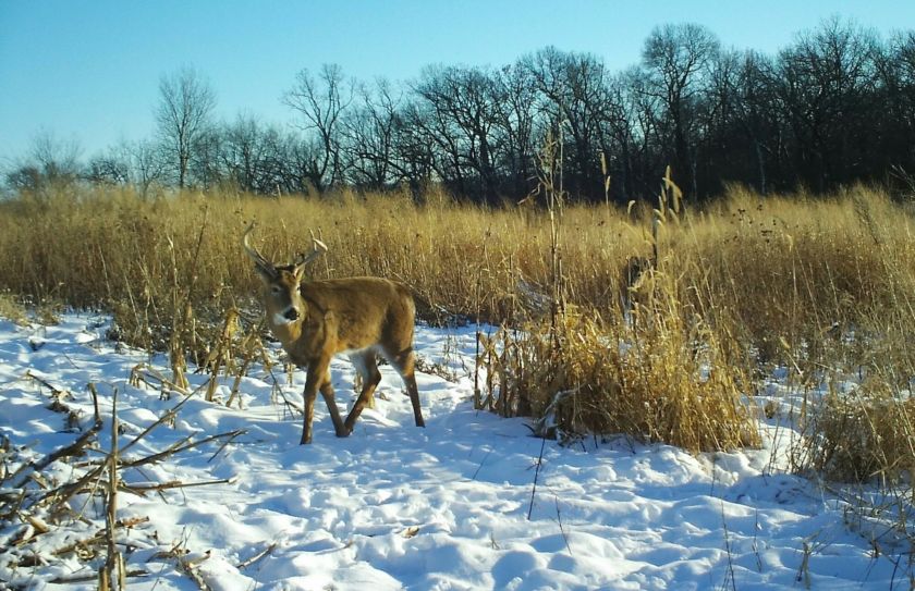 creating whitetail habitat quickly