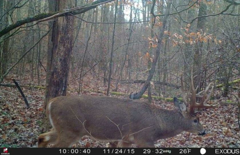 managing whitetail herds