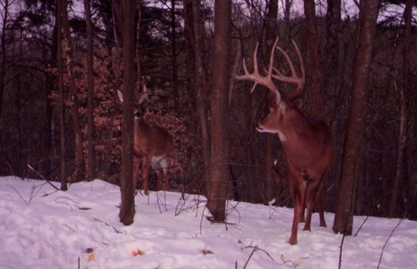 late season deer