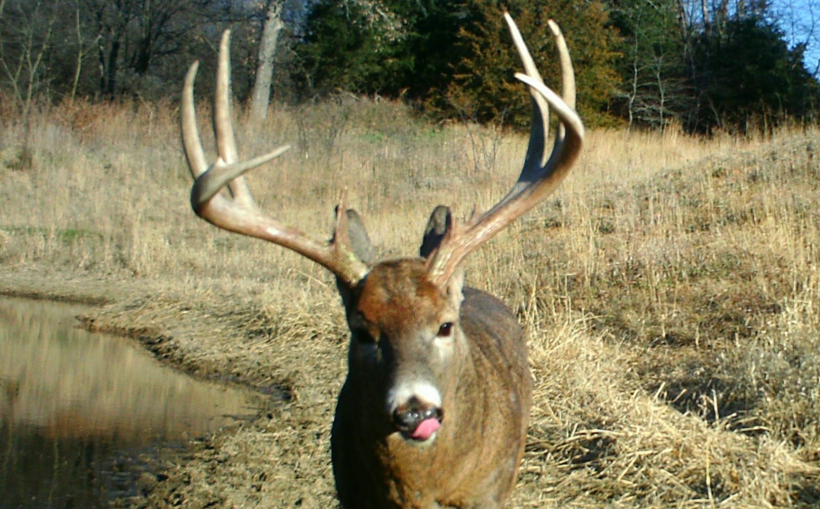 phases of the rut