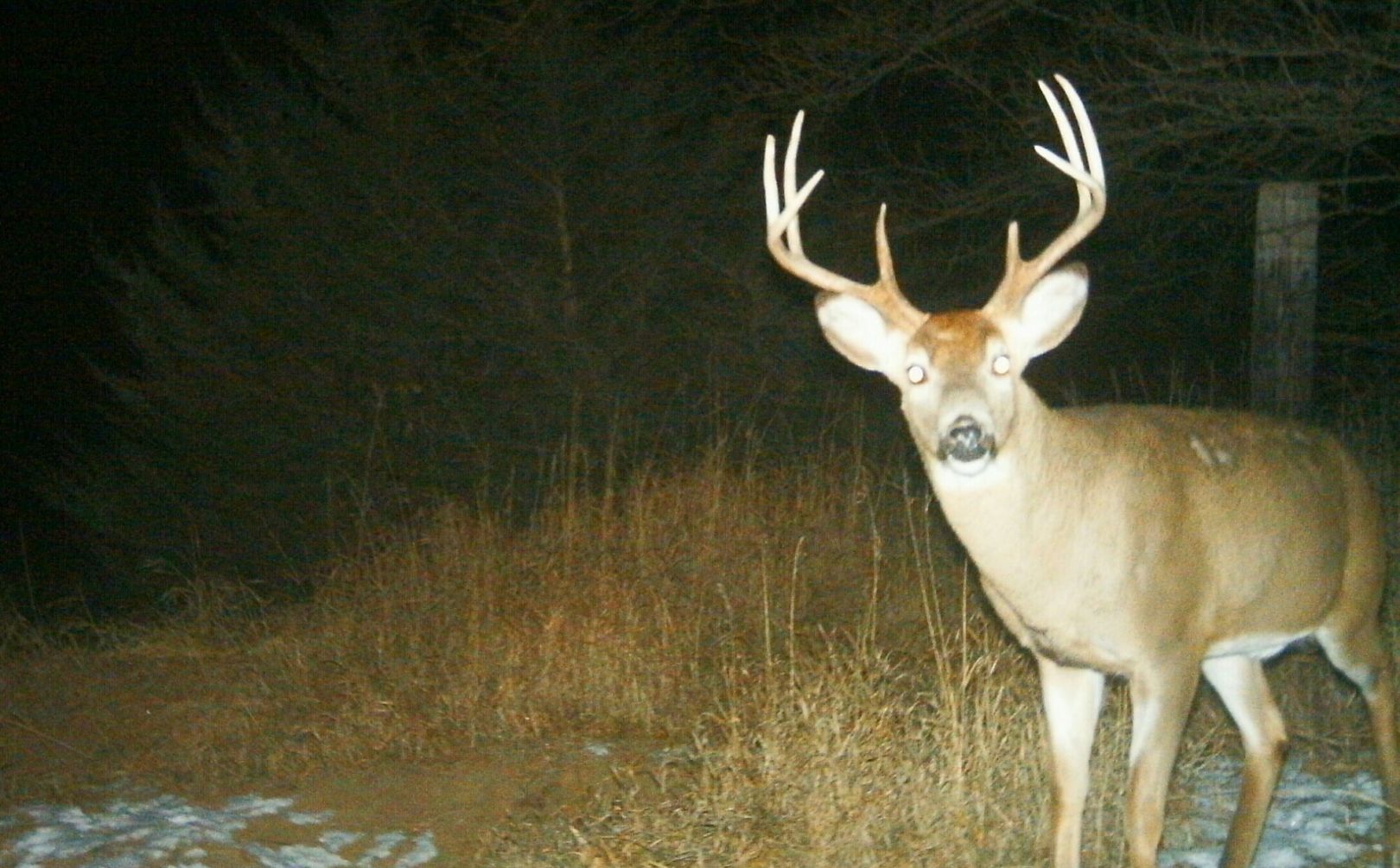 whitetail rut