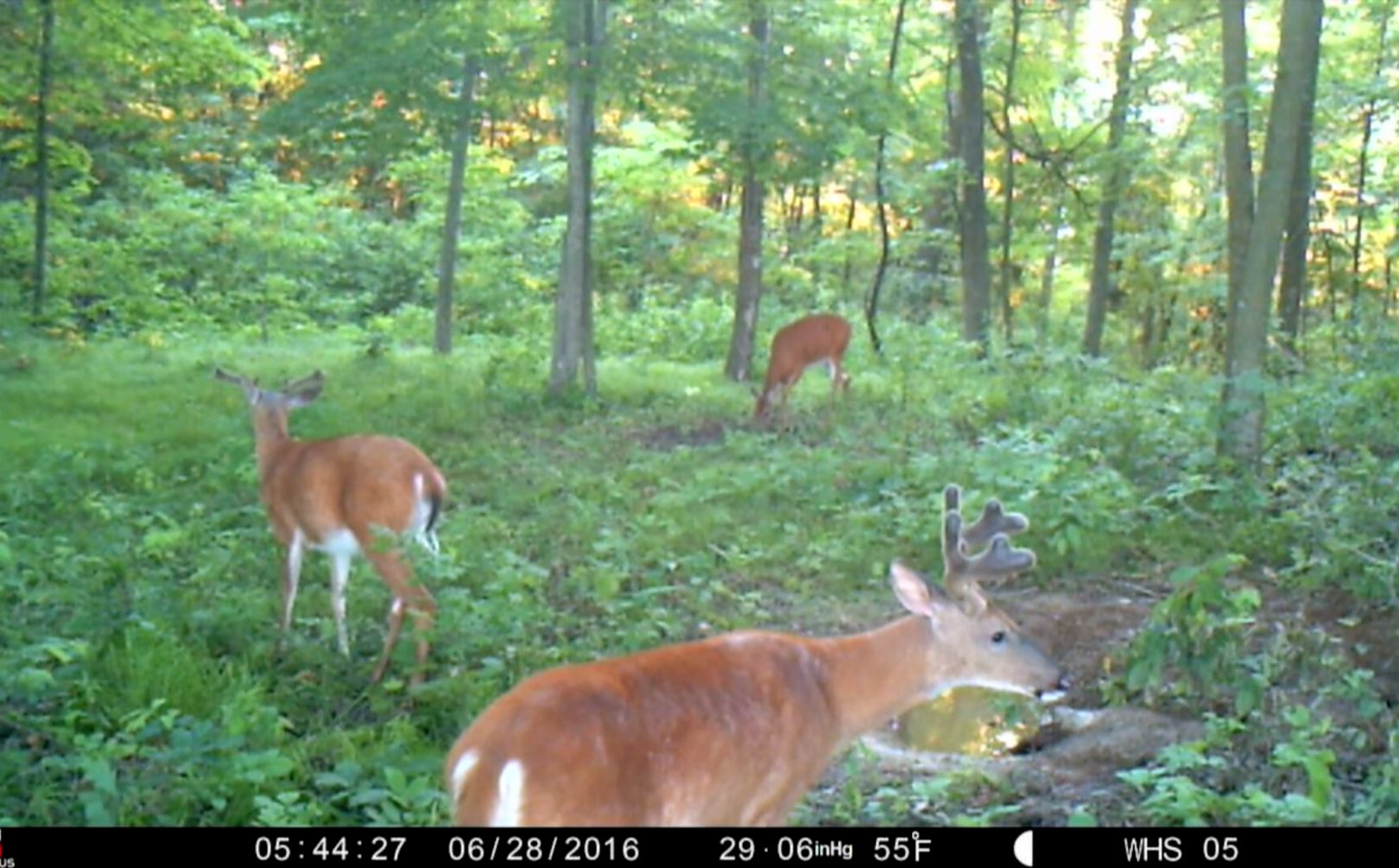 Spook proof trail cam