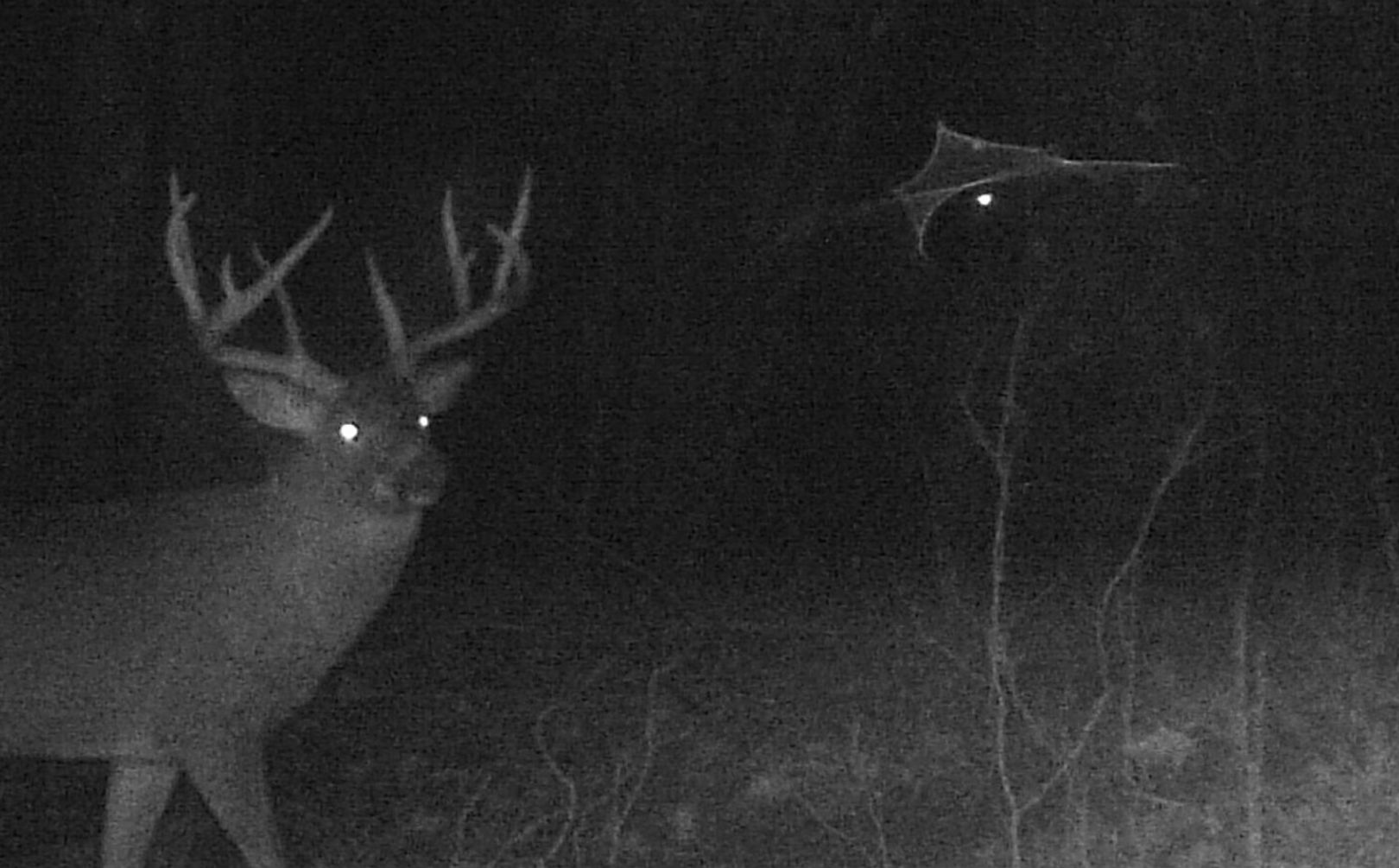 trail cam scouting 