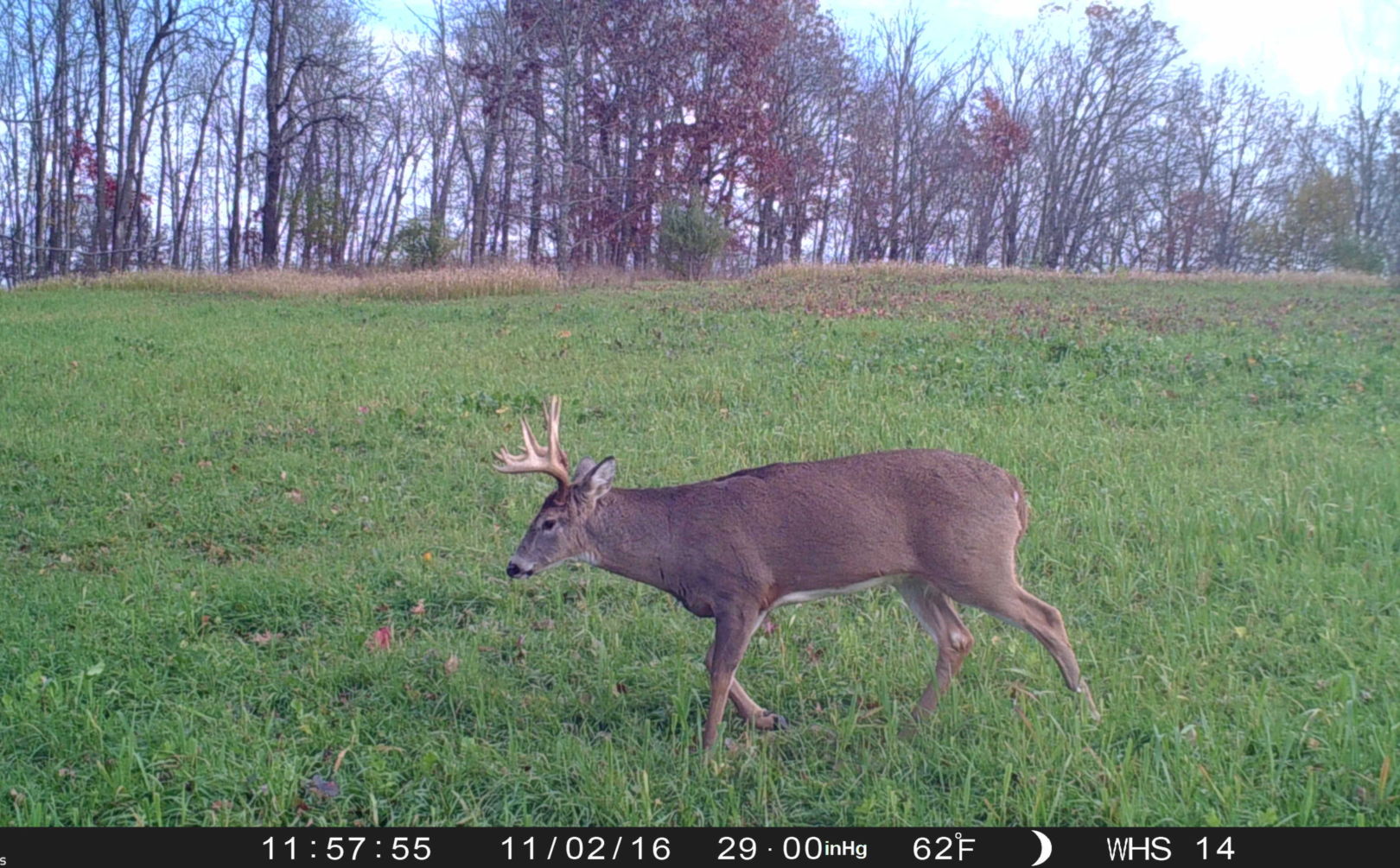 great deer habitat