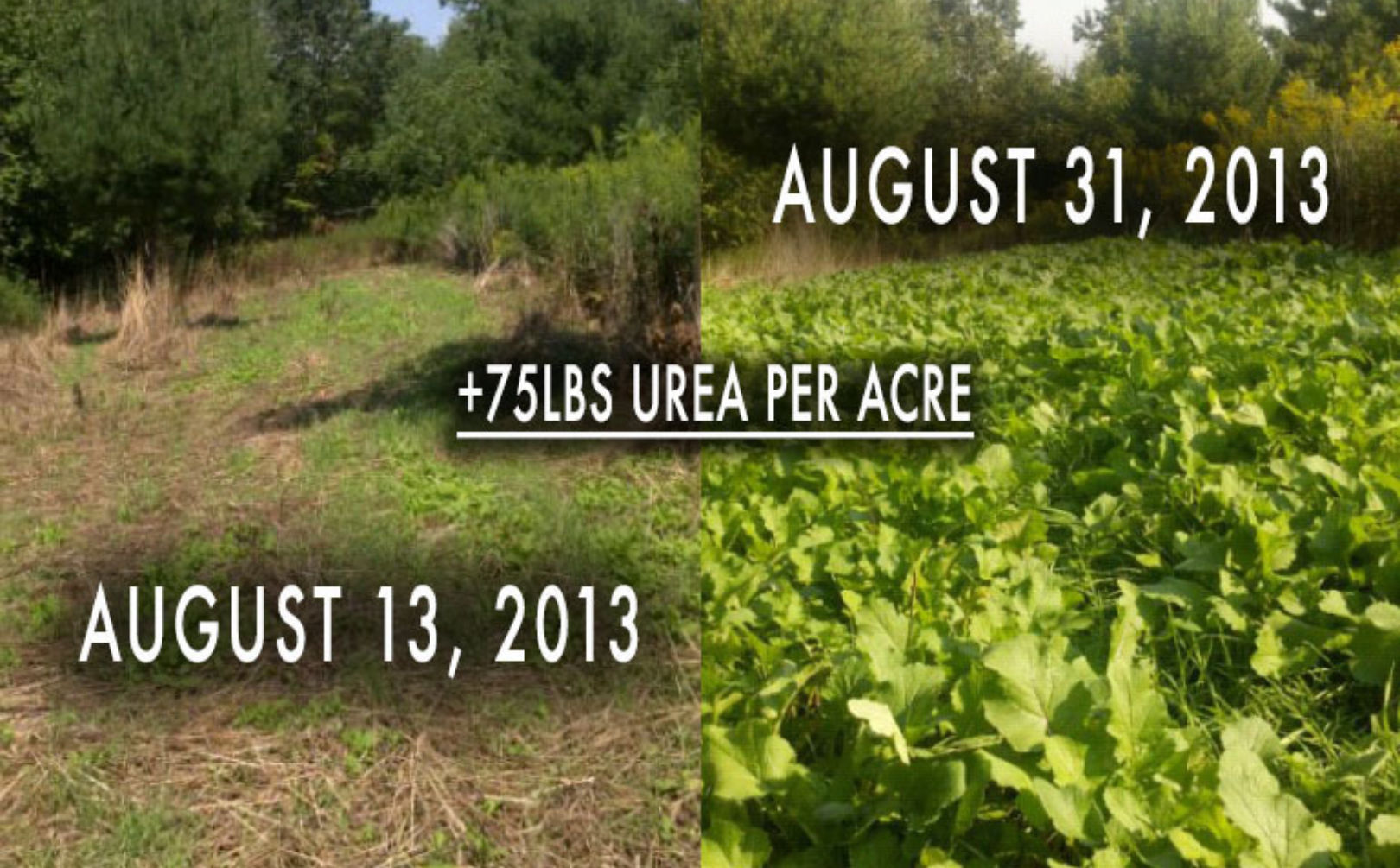 Brassica food plot