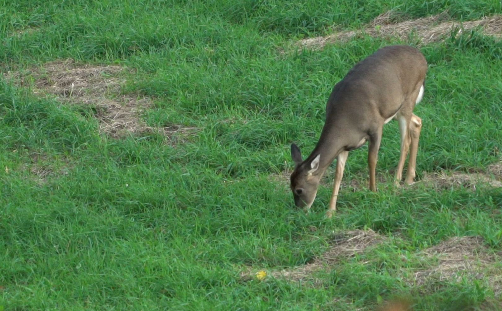 Bad Food Plot Seed