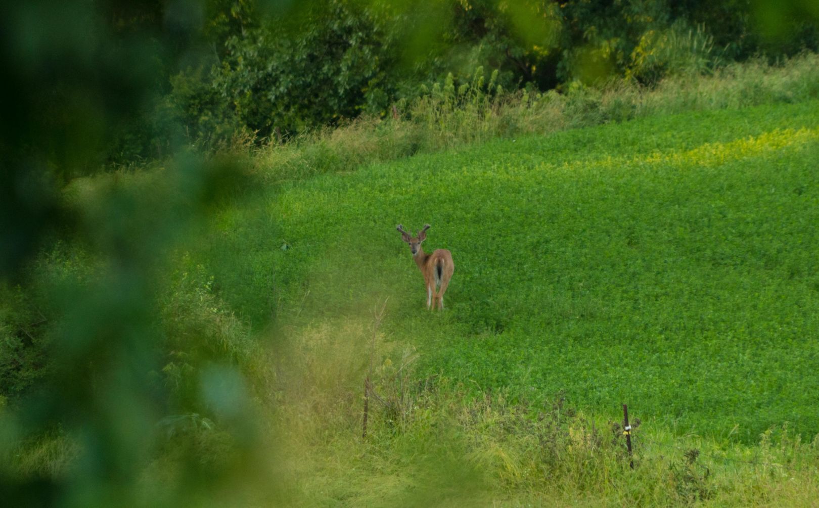 cold or warm season whitetail