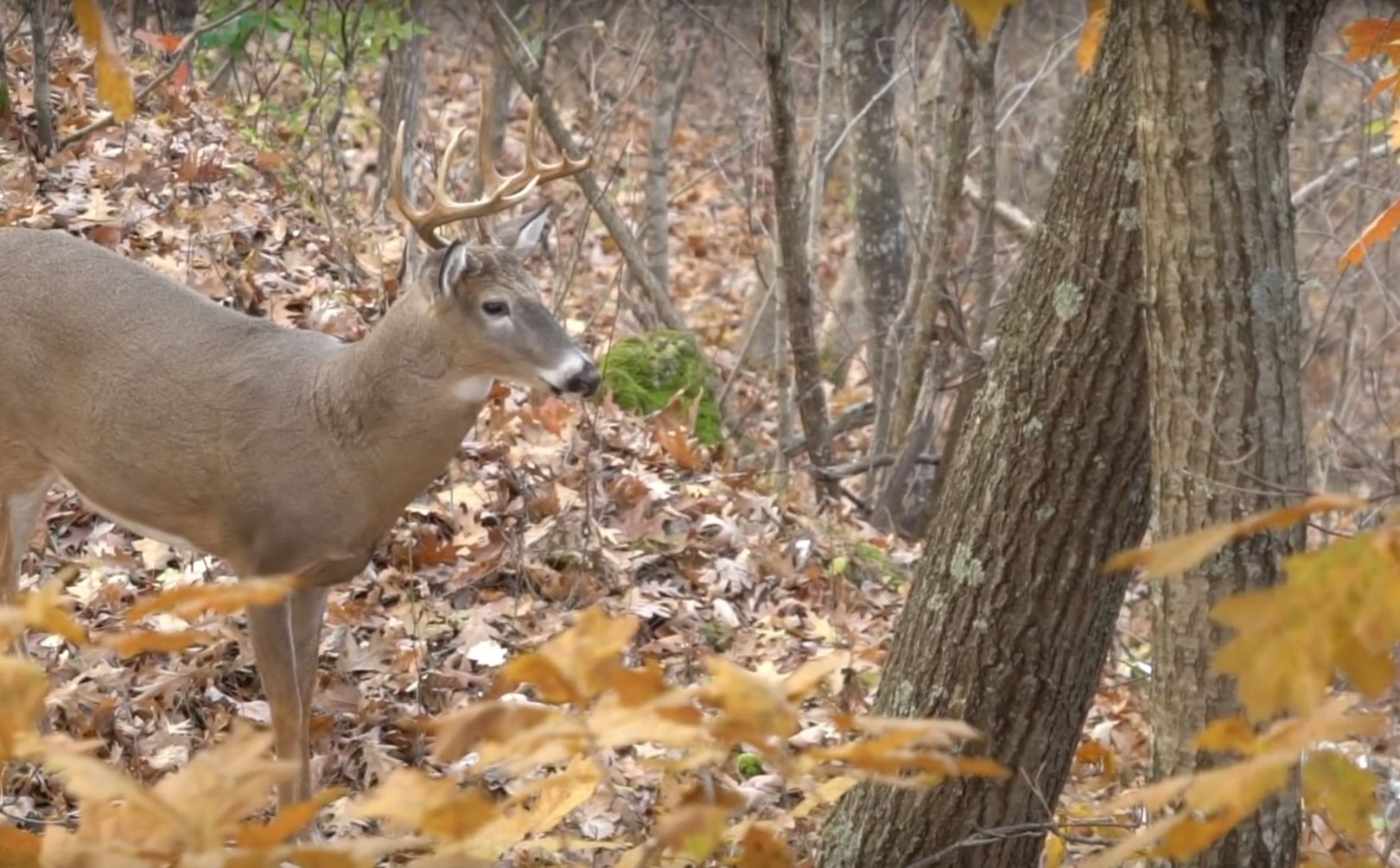 Daylight Buck Movement