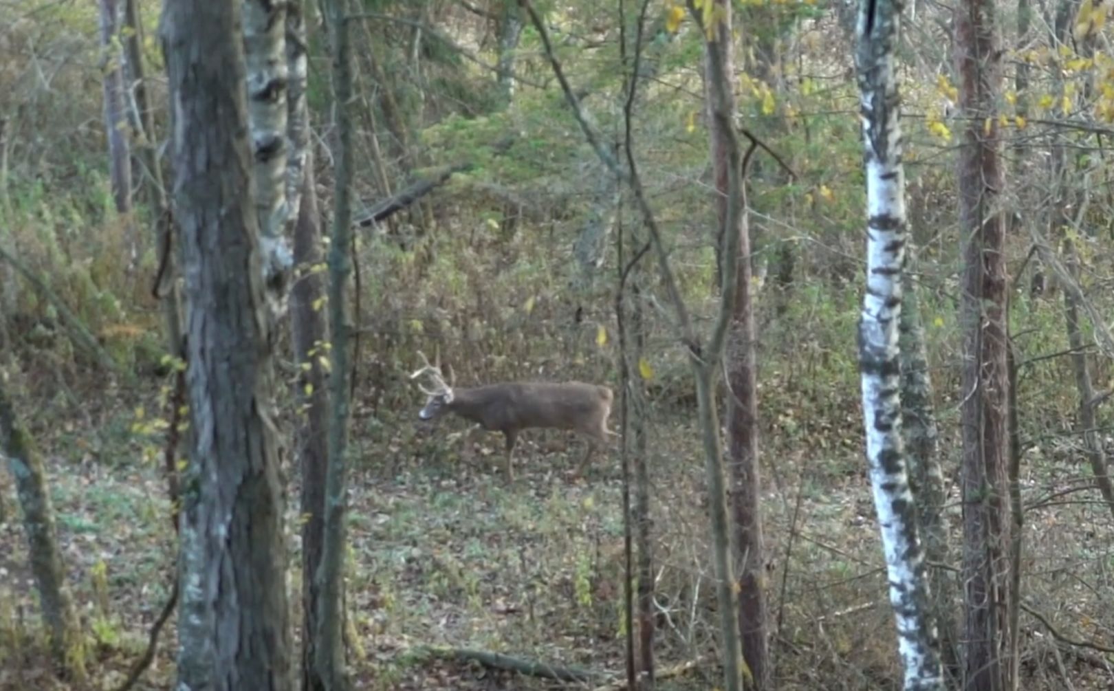 Deer Travel Corridor