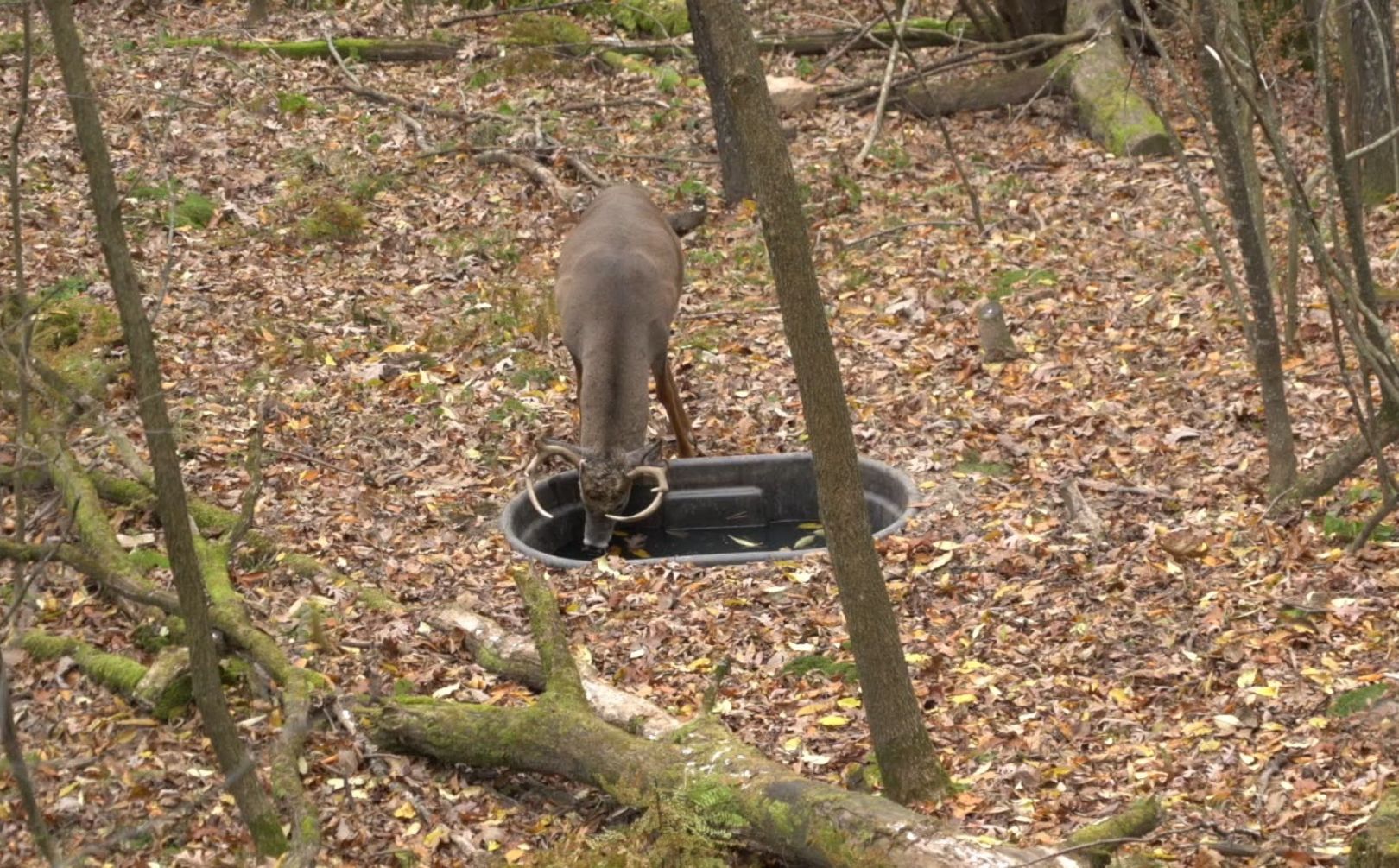 Deer Waterhole