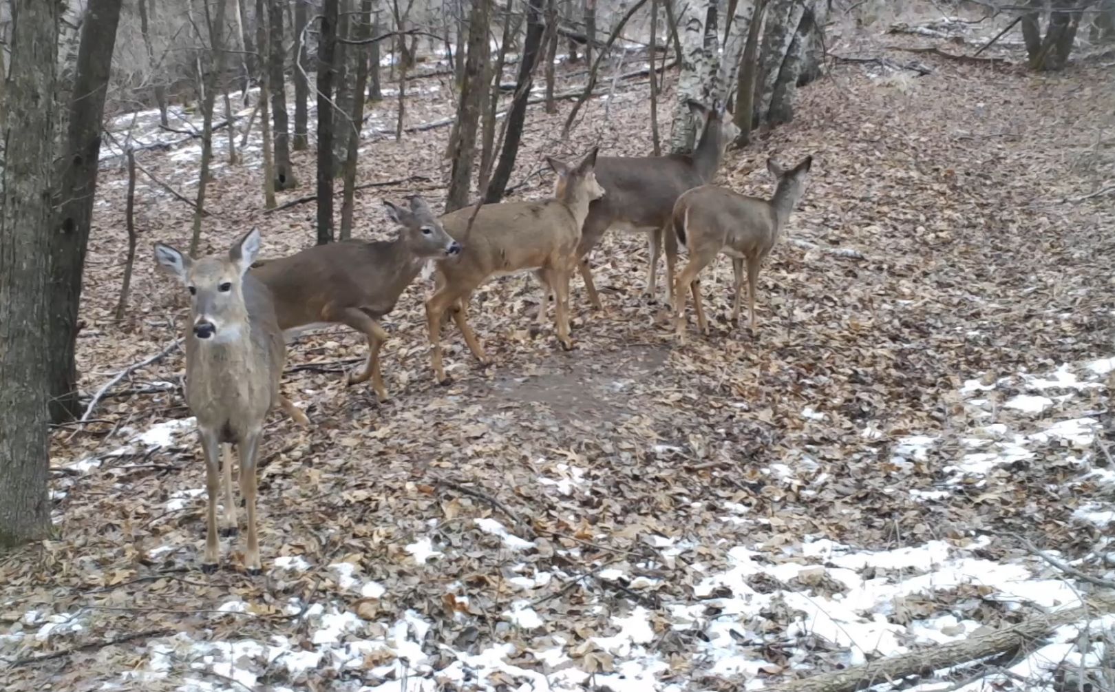 Doe Hunting Strategy