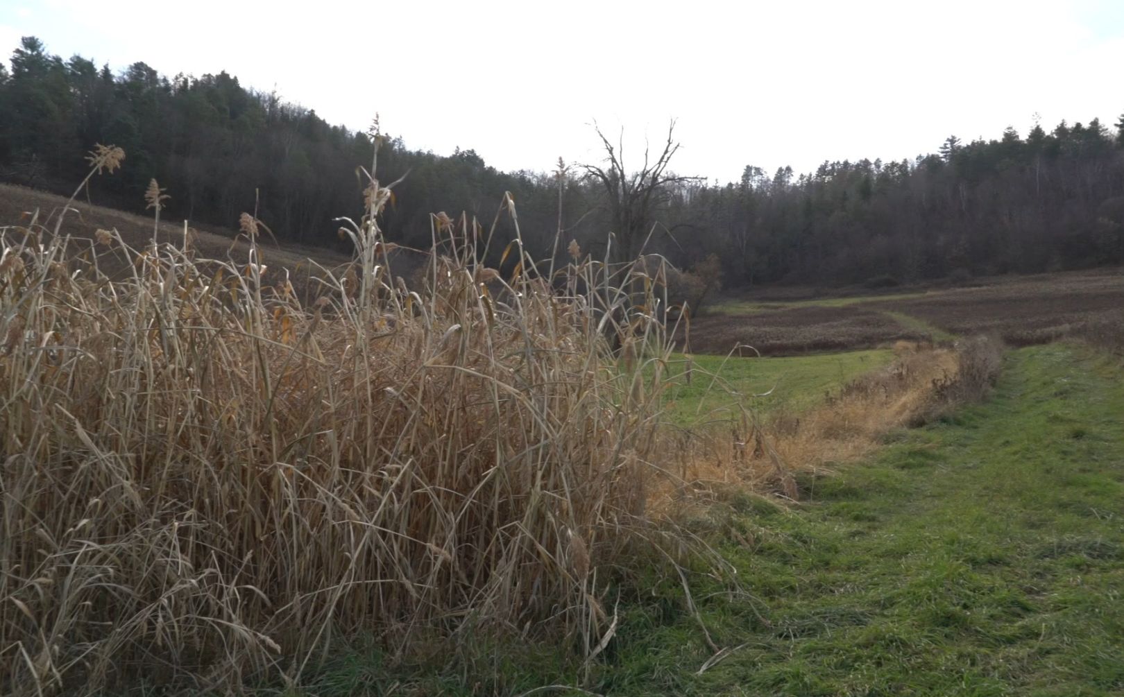 Food Plot Hunting