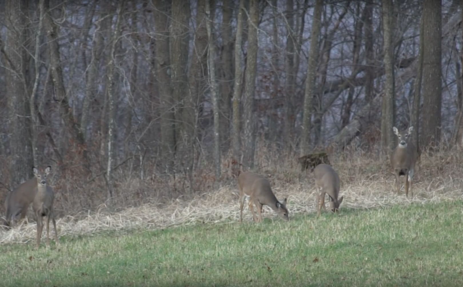 Food Plot Spot