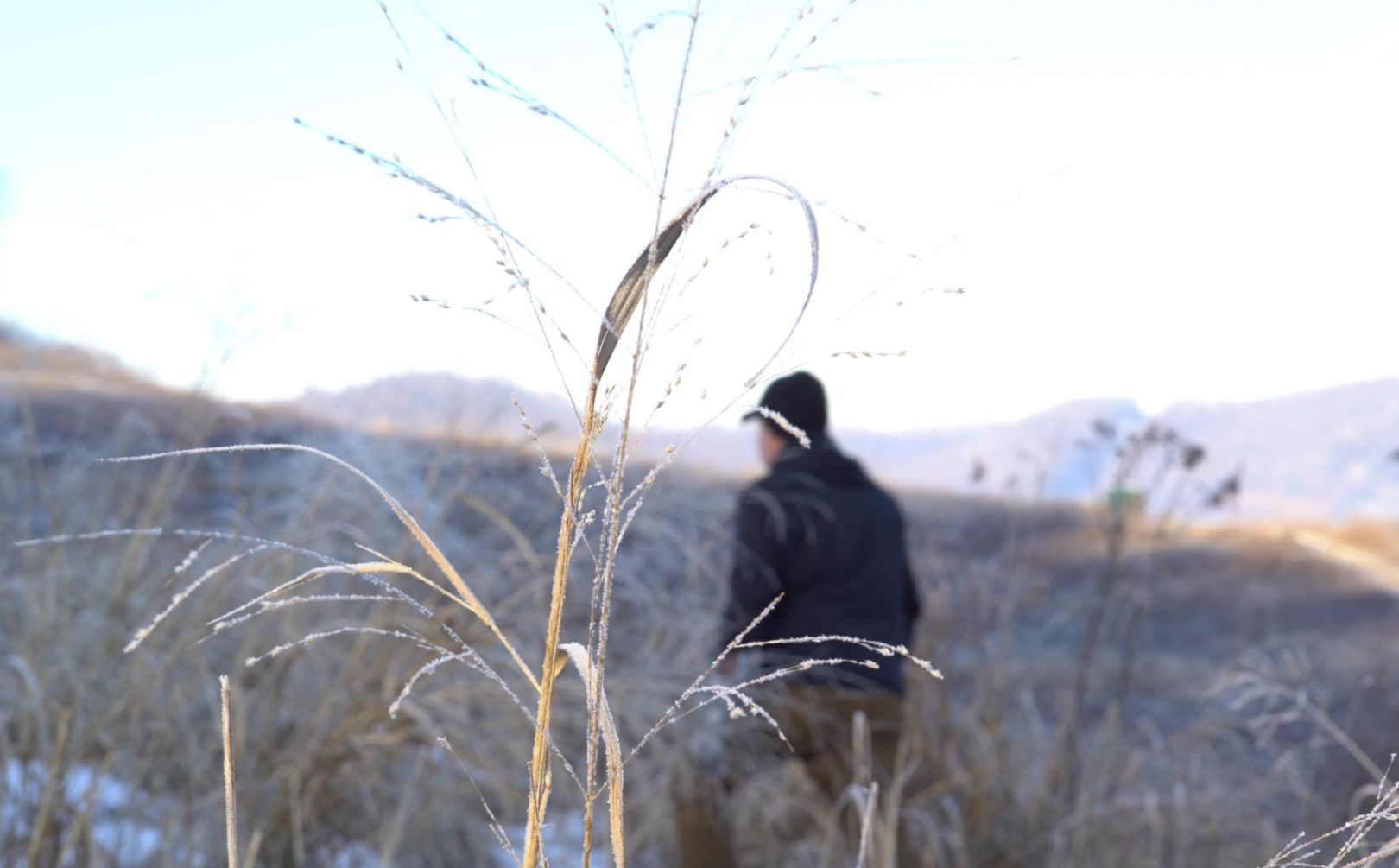 Frost Seed Switchgrass