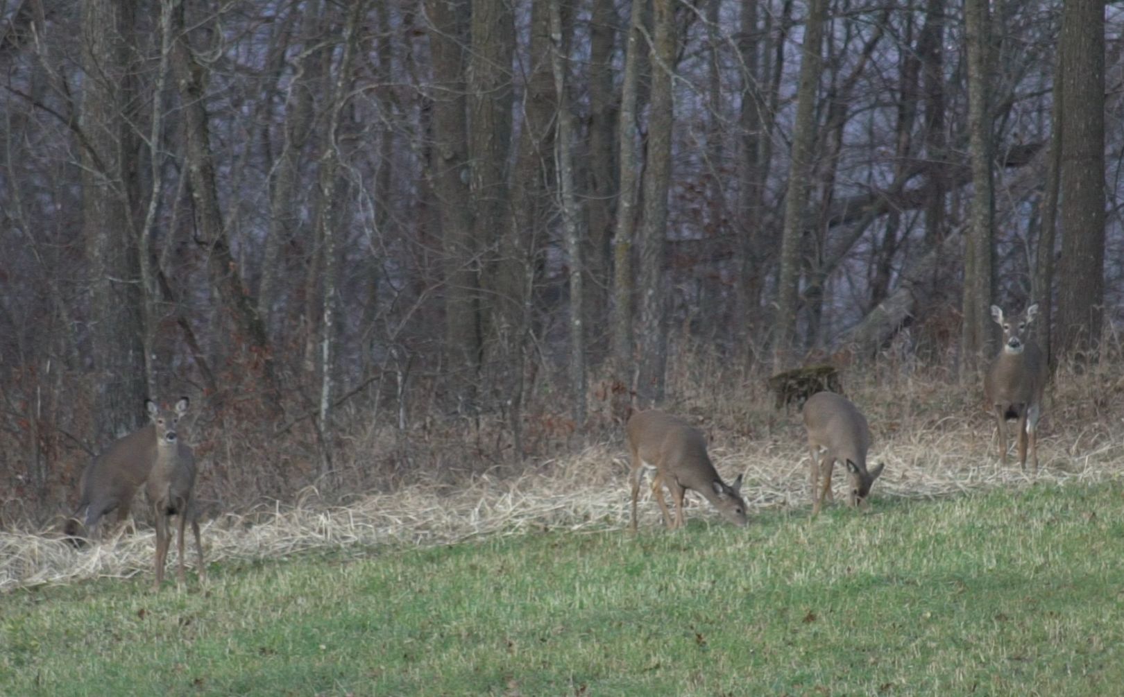 Habitat Movement