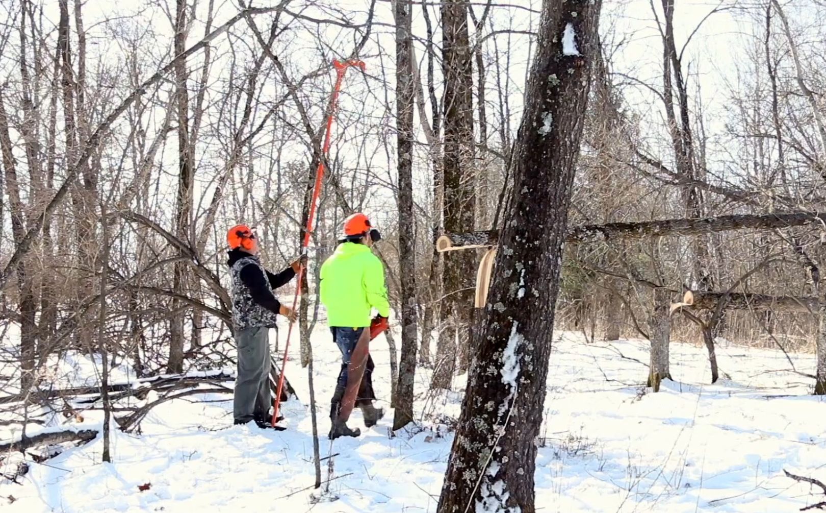 Hinge Cut Deer Habitat