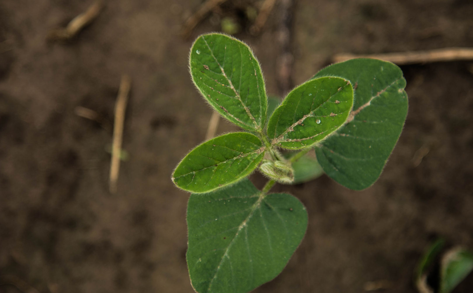 No Till Bean Plot