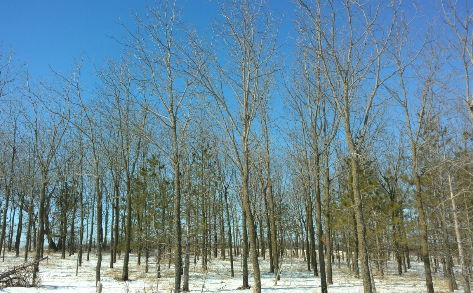 whitetail habitat dead spot