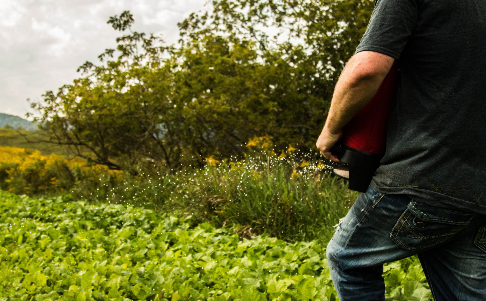 One year food plot