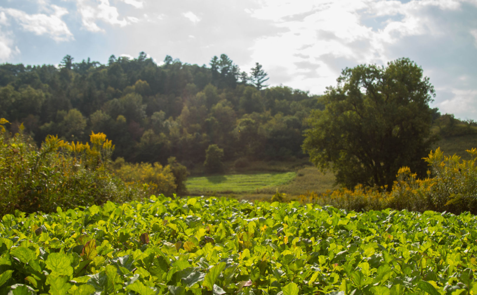 brassica food plot forage