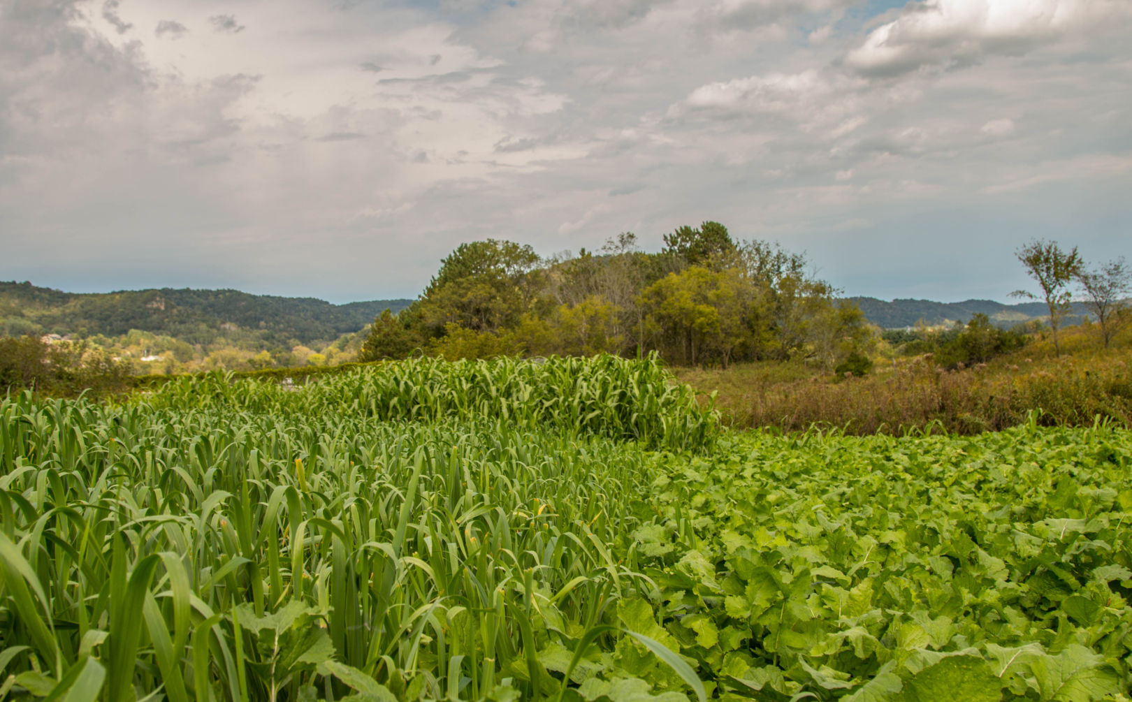 hunting season diversity food plot