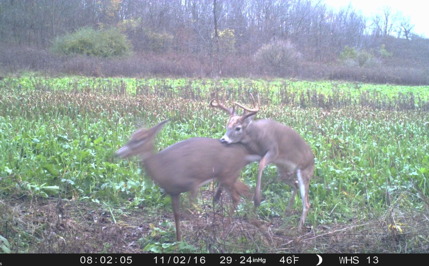 use a trail cam