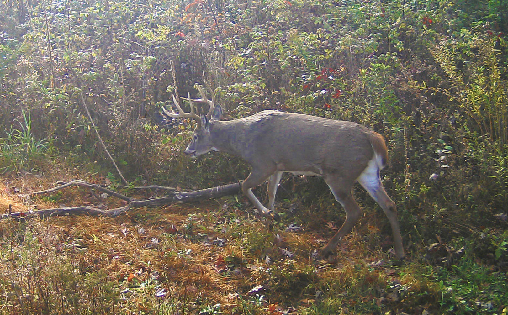 trail cam hit list bucks