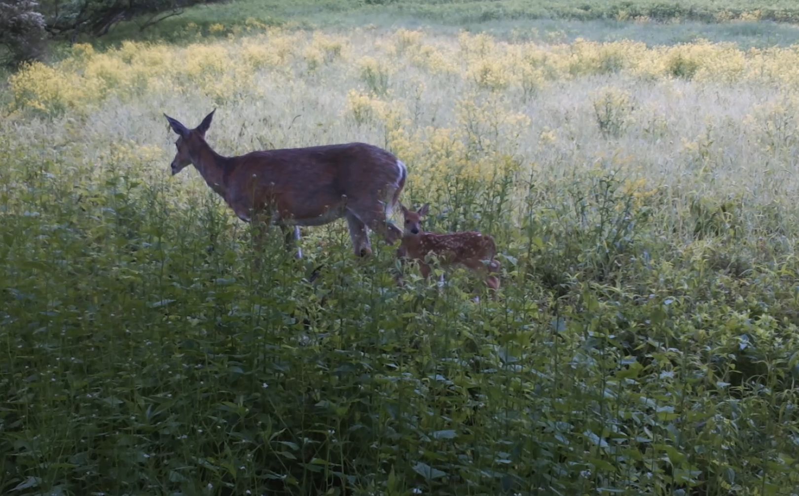 Small Parcel Whitetail