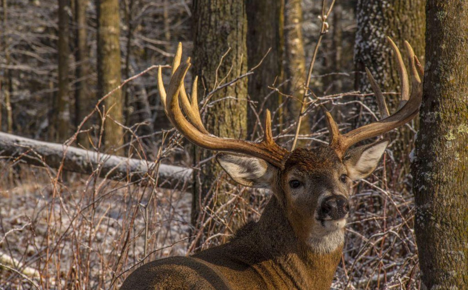 Snow Buck