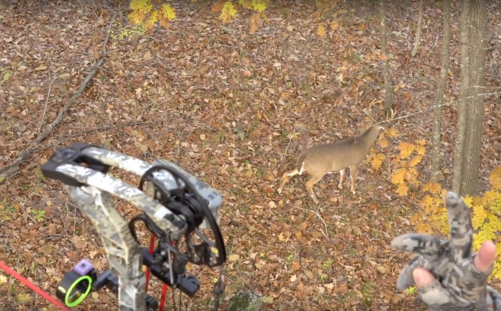 Treestand Bowhunting