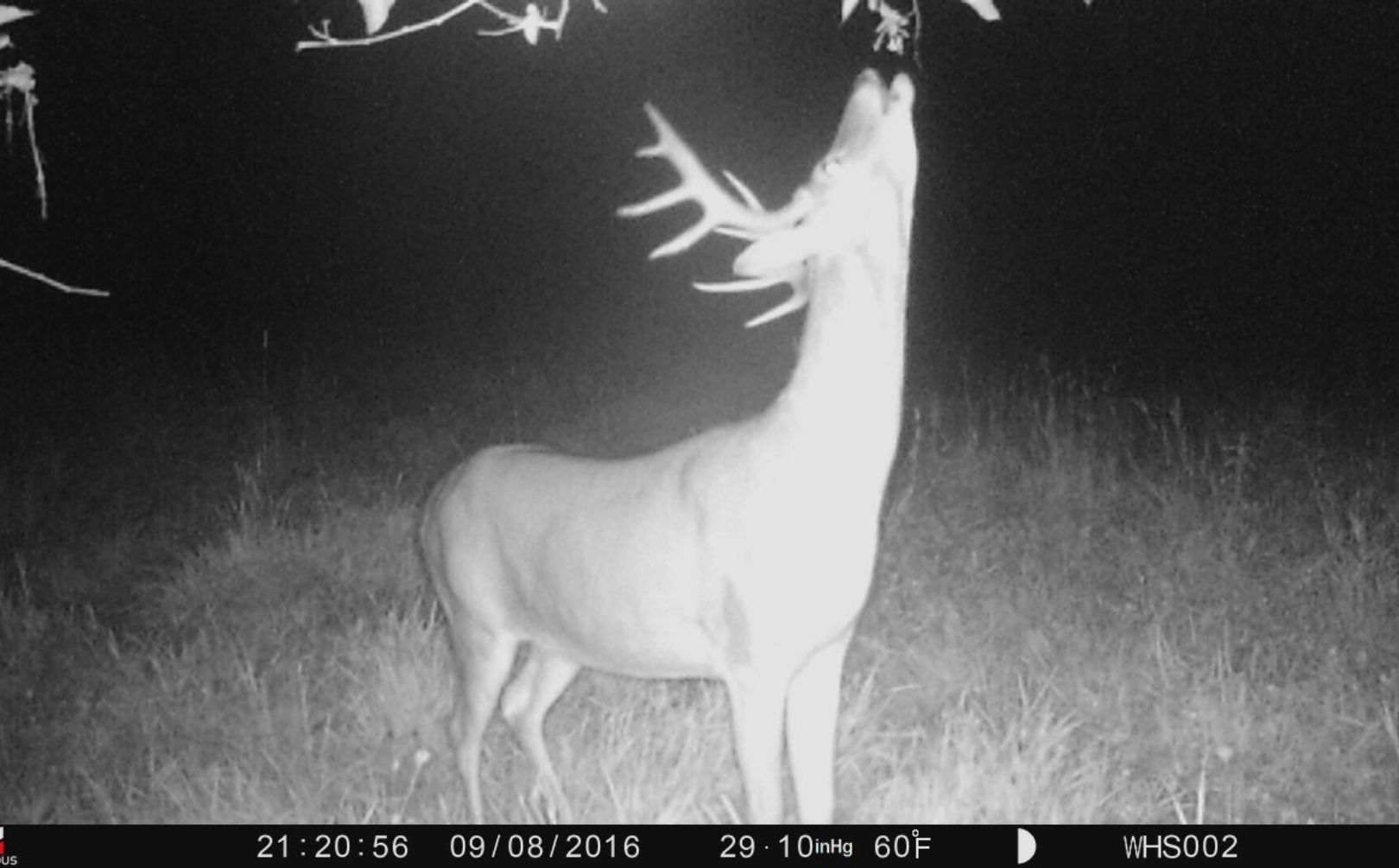 Deer Charts Moon Phases