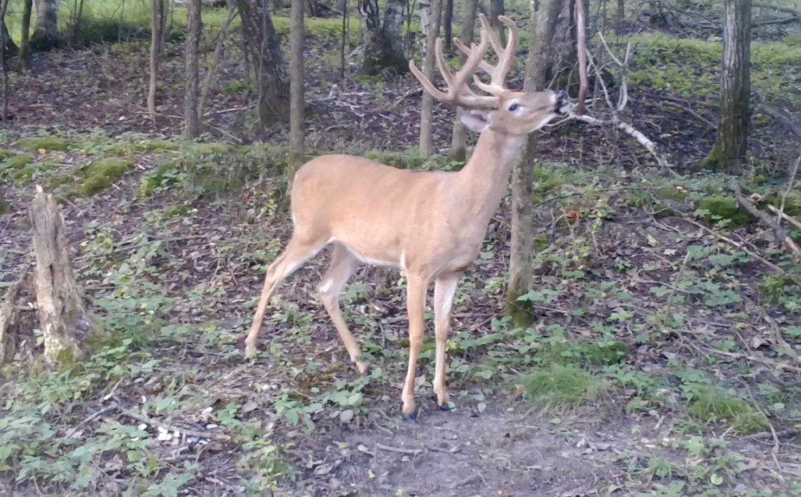 Whitetail Mock Scrapes