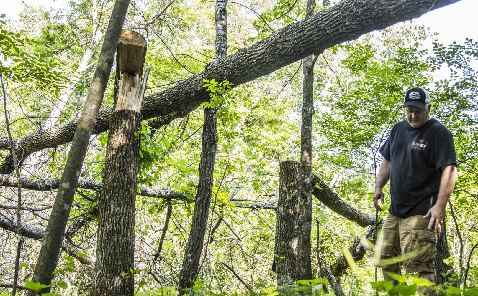 natural whitetail movement