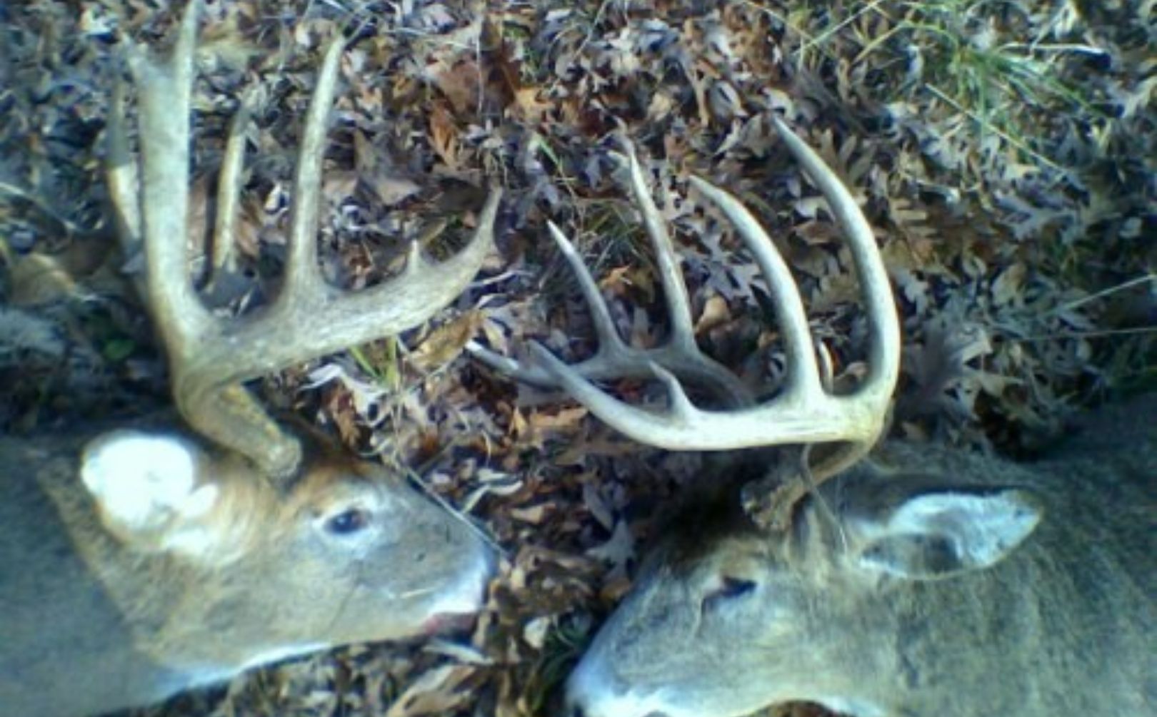 field judging whitetail antler