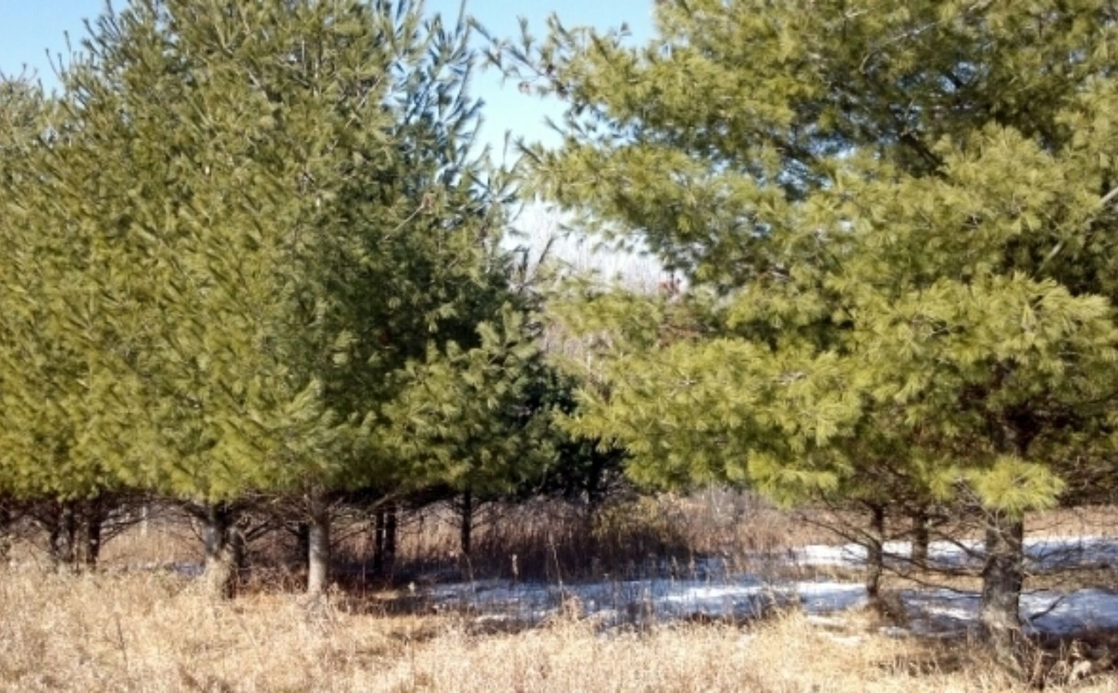 conifer plantings