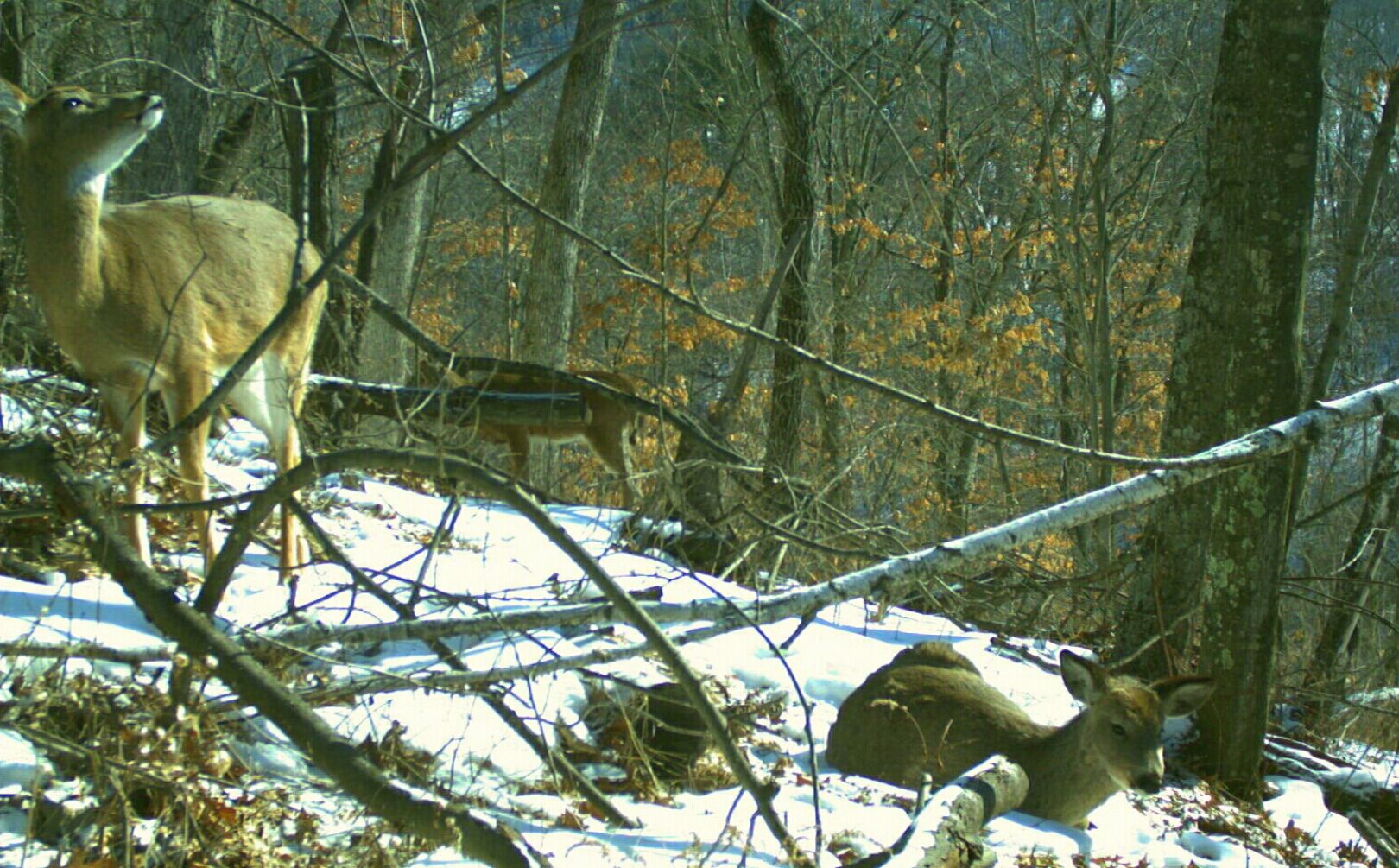 whitetail topography