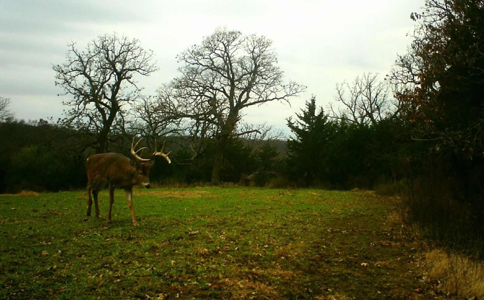 managing buck movements