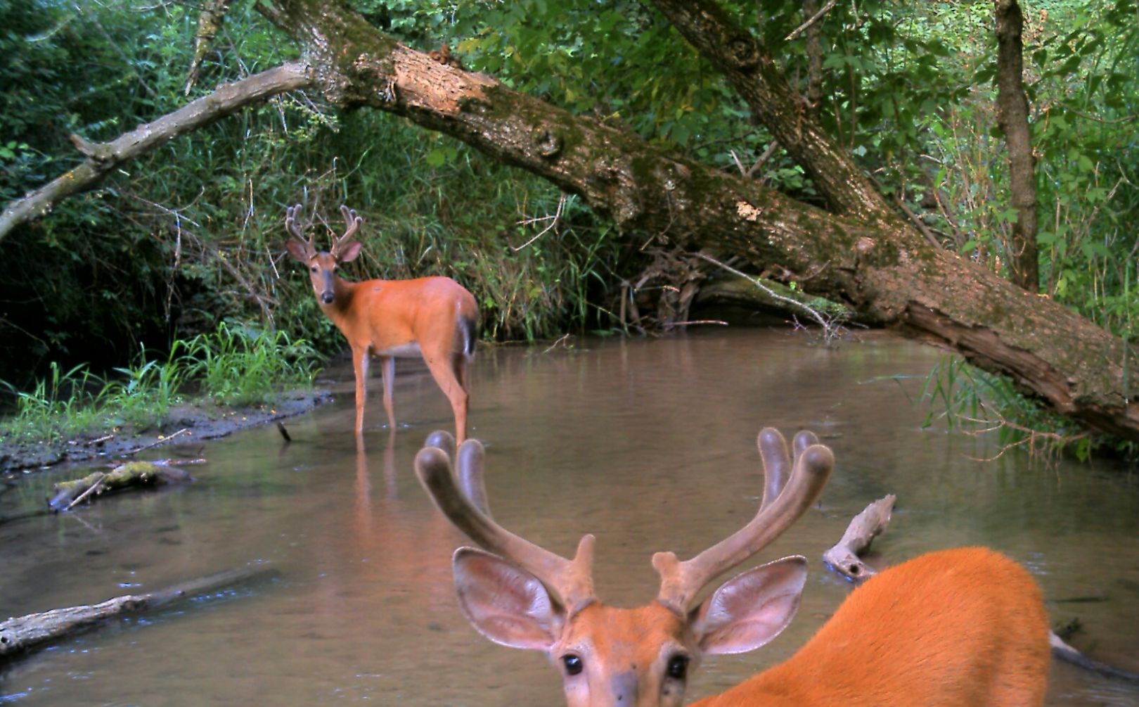 summer deer pressure