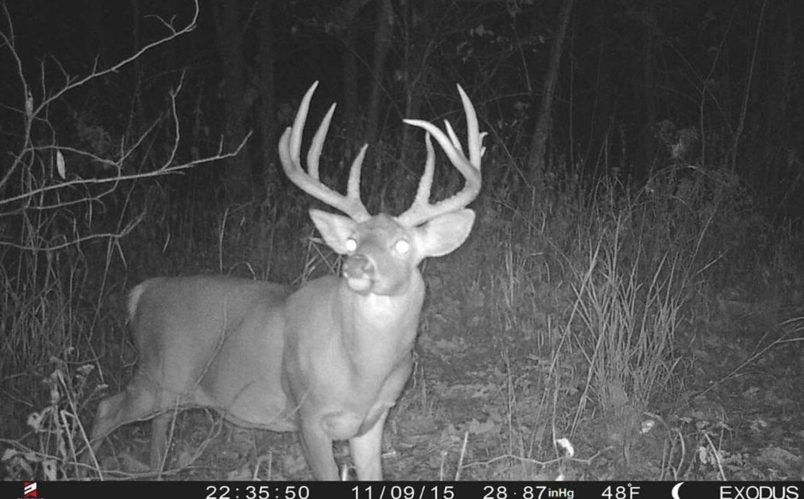 Big whitetail deer on trail cam