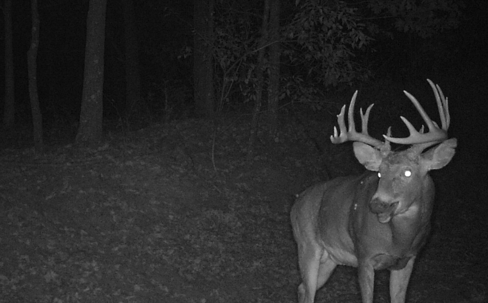 trail cam locations