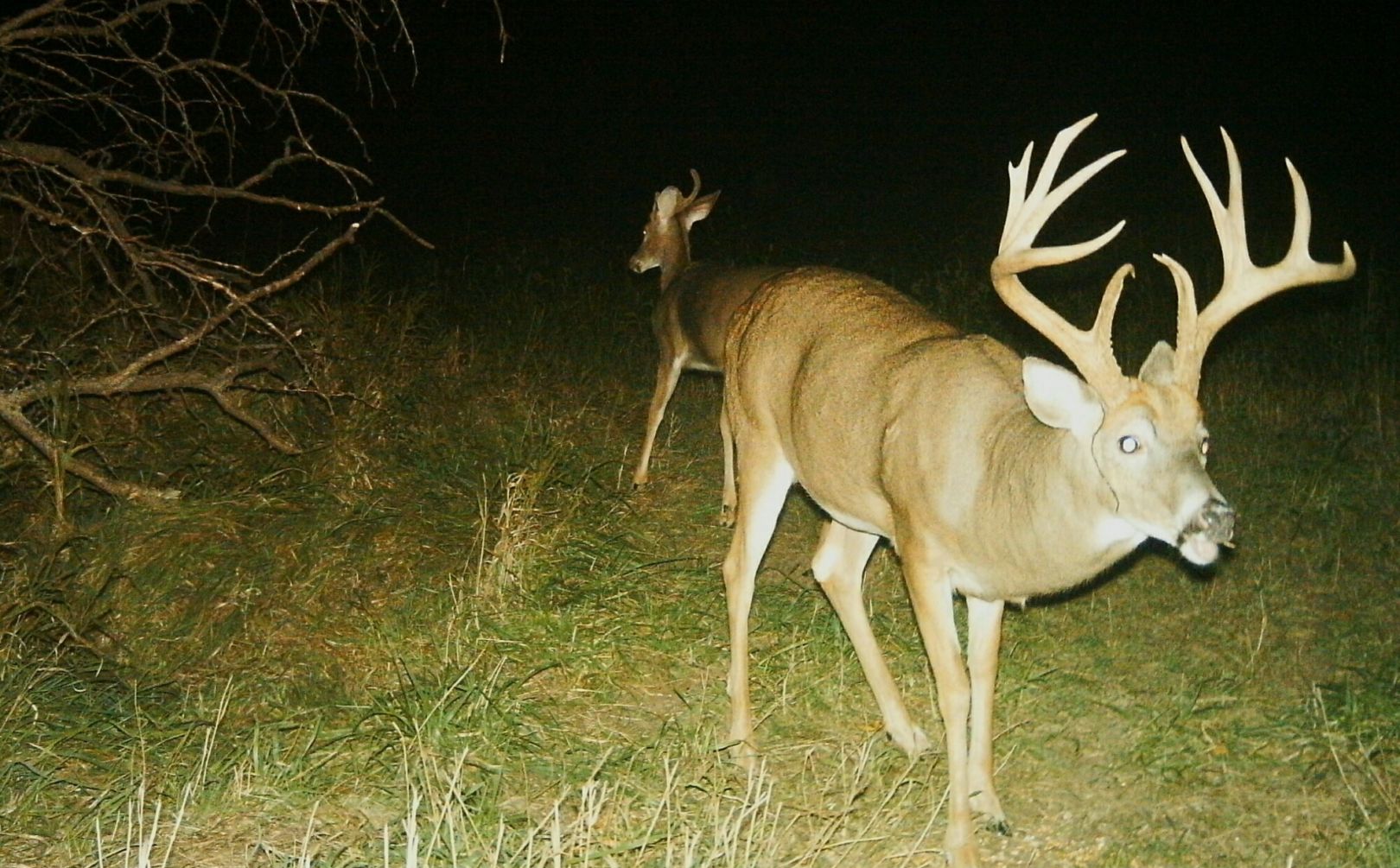 whitetail bedding staging area