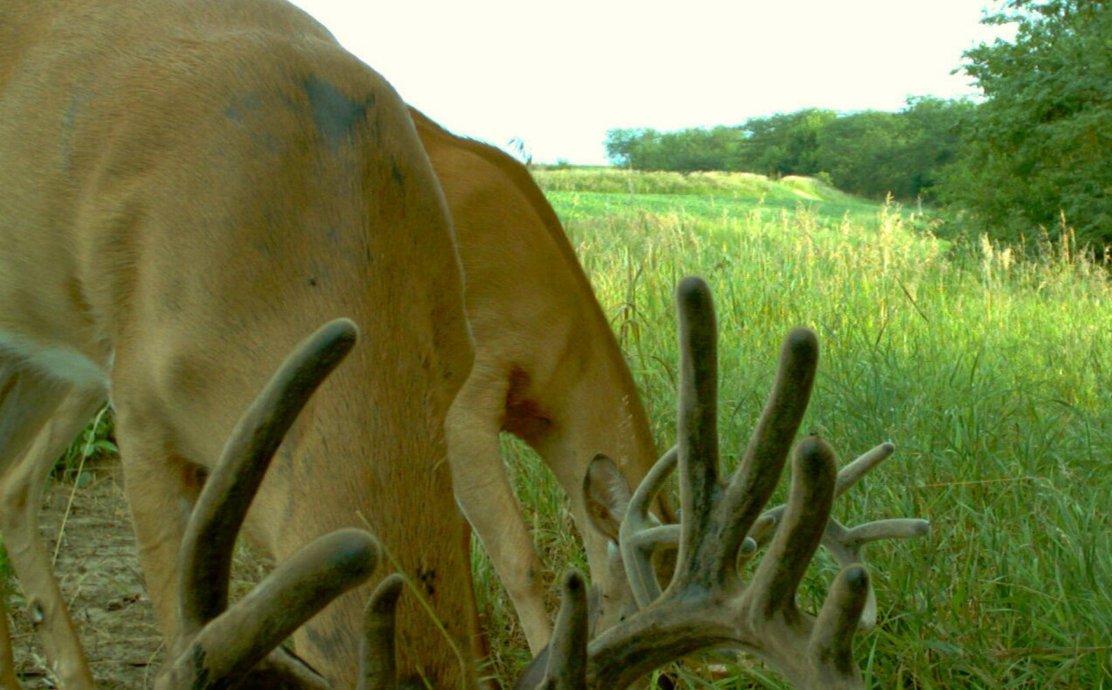 Summer whitetail strategy