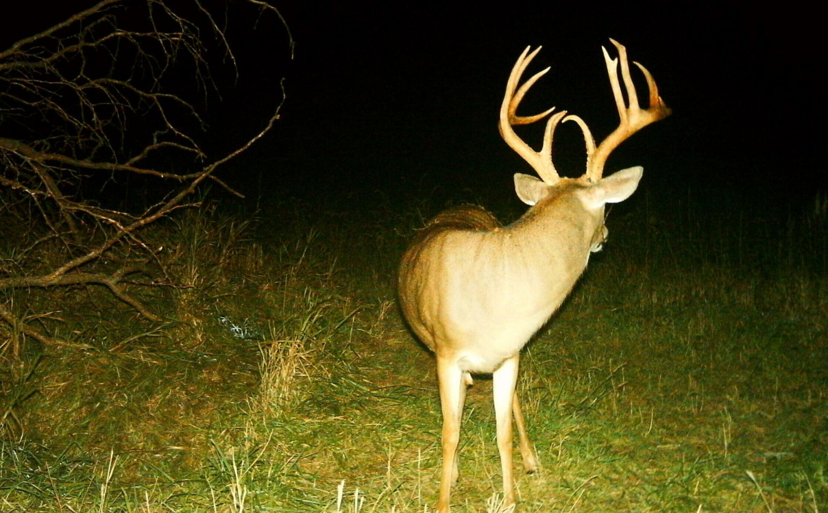 mature buck hunting