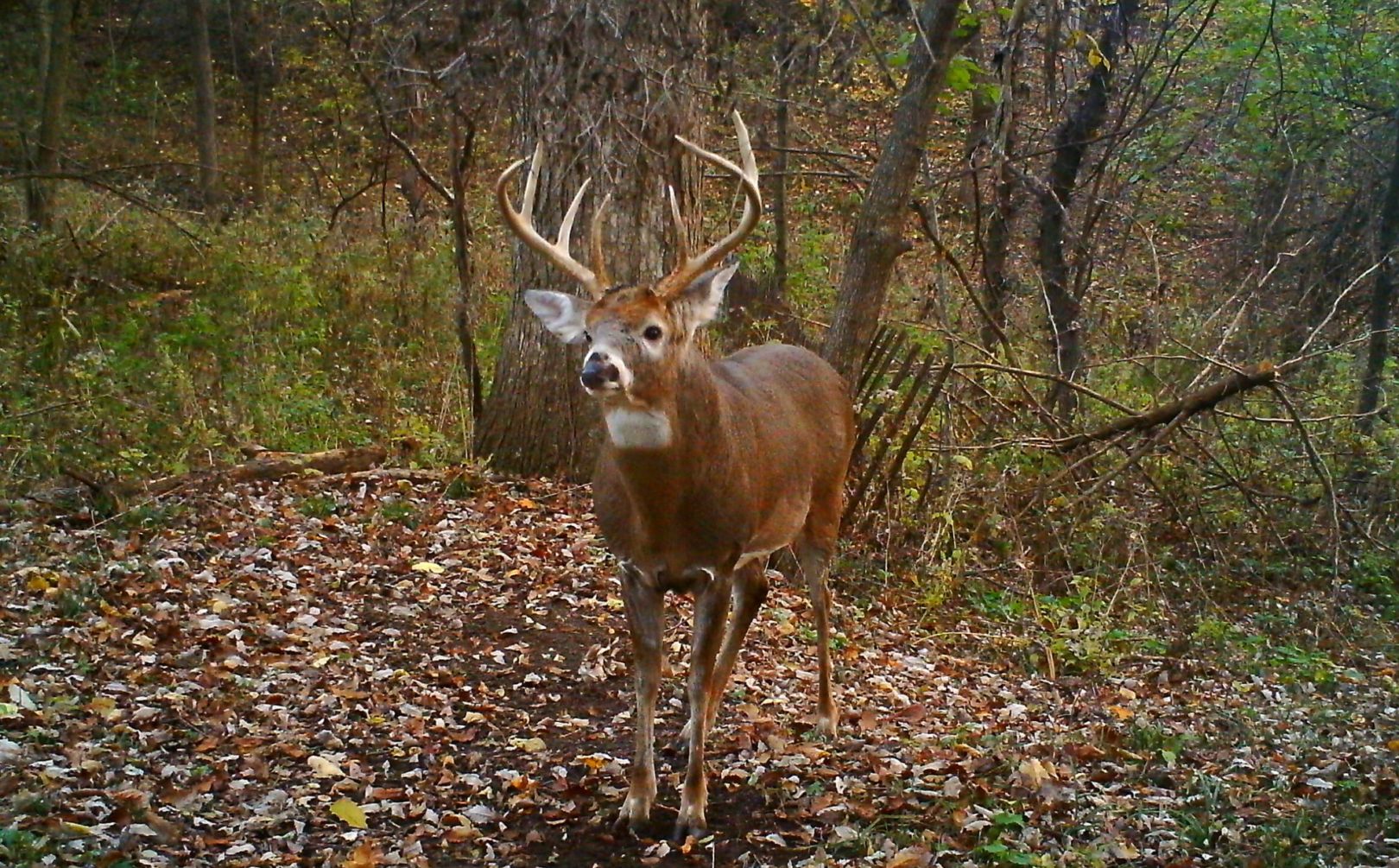 Mature Buck Travel