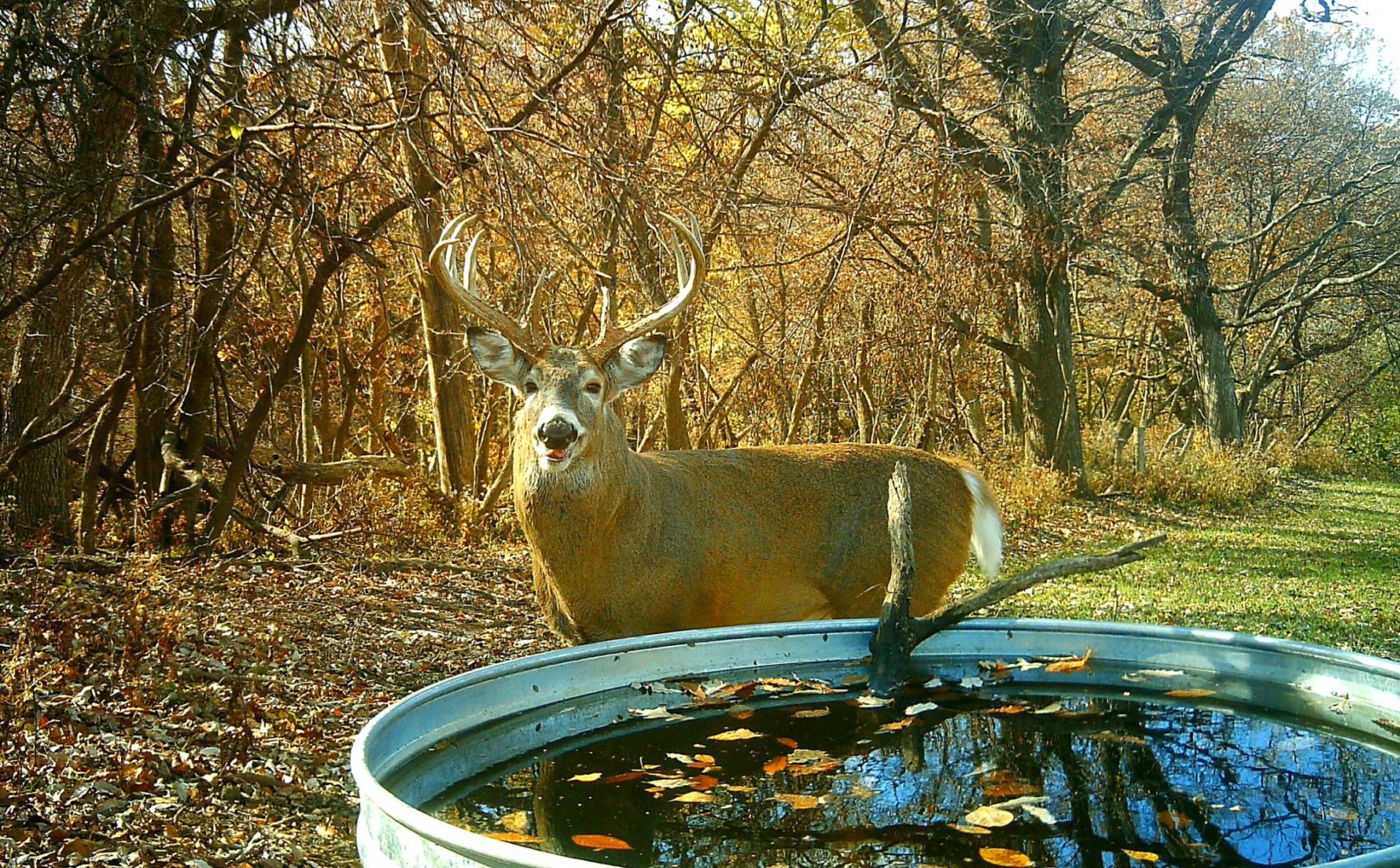 Rut forecast weekend timing