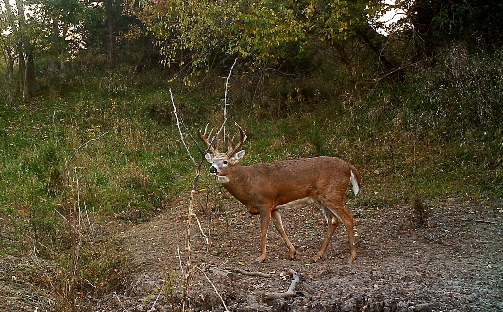 Treestand exit strategy